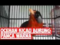 Download Lagu Ocehan Kicau Burung Panca Warna