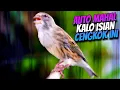 Lagu BIKIN MEWAH DENGAN MATERI INI - MASTERAN KENARI ISIAN BLACKTHROAT GACOR SUARA JERNIH JEDA