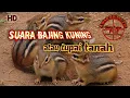Download Lagu Suara Bajing Kuning atau tupai tanah 2021 HD