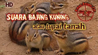 Download Suara Bajing Kuning atau tupai tanah 2021 HD MP3