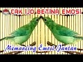Download Lagu Pancingan Cucak Ijo Betina memanggil Jantan, Cucak Ijo jantan pasti Nyahut Emosi Mendengar Suara ini