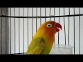 Lagu Diawali Memanggil, Lanjut ngekek Panjang untuk Memancing Lovebird Lain Iku Ngekek