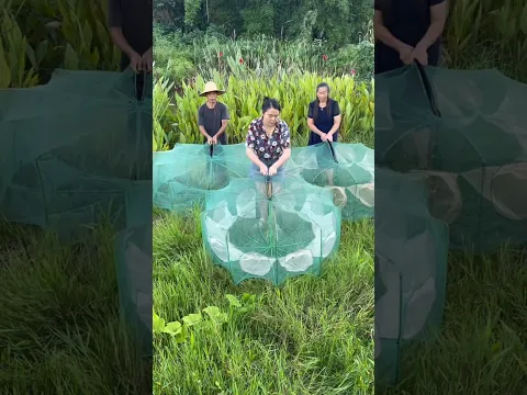 We Threw a Unique Fishing Net Into the Pond… Look How Many Fish Got Caught! 😱🐟 #shortsvideo