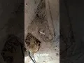Scary spider in corner garage