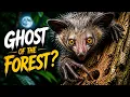 Why Does This Animal Have a Finger Like That The Mysterious Aye-Aye Documentary 4K U 120FPS