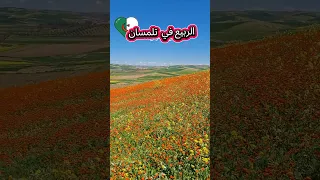 شاهد أزهار الربيع من منطقة  بن سكران ولاية تلمسان الجزائر  ربيع استثنائي بفضل الله تعالى   حمدا لله دندنها