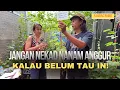 Download Lagu Jangan Nekad Nanam Anggur, Kalau Belum Tau Hal Ini