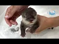 Download Lagu Baby Otter neemt zijn eerste bad! MP3