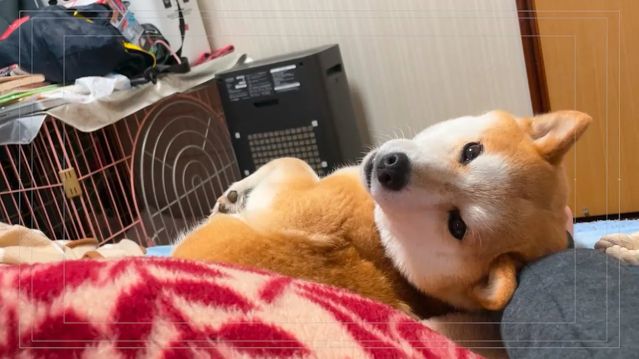 起きたら柴犬と目が合ってめちゃくちゃ甘えてきました