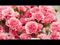 Download Lagu Carnation Flower Plant A Colorful Addition to Your Garden