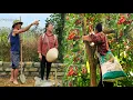 Download Lagu VA's Daily Life: Picking the first red fruits of the season to sell - Building a farm / Grow flowers