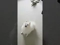 Download Lagu Best toy for Japanese Spitz Dog 😍 #japanesespitz #dog #dogs