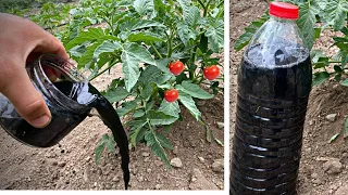 النبات ينمو 5 مرات اسرع بهذا السماد الطبيعي فى المنزل نتائج مذهله اا سريعه اا ملحوظه ااقوى 100 