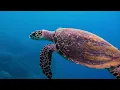 1 hour of Stress Relief Music: Dan Gibson’s Solitudes - Stress Free (Full Album)