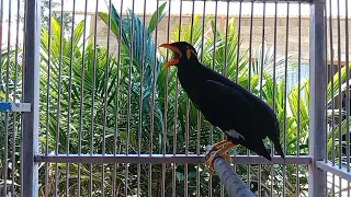 variasi suara burung beo cocok buat pancingan beo bahan muda hutan suryabeo