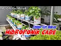 Lagu HIDROPONIK CABE Media Ember Cat Bekas Dutch Bucket Sederhana