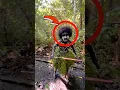 JANGAN PANIK‼️Jika bertemu suku ini di hutan 😰😳 #viralvideo #shorts #shortvideo #shortsfeed