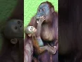 Lagu Heartwarming Baby Orangutan Cuddling Mom ! #shorts