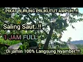 Download Lagu Pikat burung prukutut paling gacor saling saut
