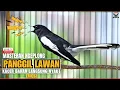 Download Lagu 🛑KACER GACOR TARUNG NGEPLONG‼️AMPUH Untuk PANCINGAN KACER agar NYAUT EMOSI #kacergacor #kacermania