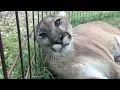 Download Lagu Biggest Cat That Purrs And Meows