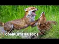 Download Lagu Desert Hunters \u0026 Hidden Waterholes: Arabia’s Fierce Wildlife | Arabian Inferno 103+104