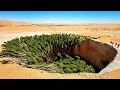 Something Underground Started Eating China’s Great Green Wall From the Inside