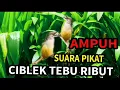 Download Lagu Suara pikat ciblek tebu ribut ampuh durasi panjang
