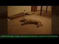 Top Best Sweet dreams gif of dog