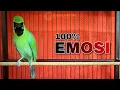 Download Lagu 100% EMOSI || MASTERAN CUCAK IJO JAMTROK UNTUK MENAIKAN EMOSI
