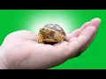 Lagu Top 5 Worst PET TORTOISE Species!