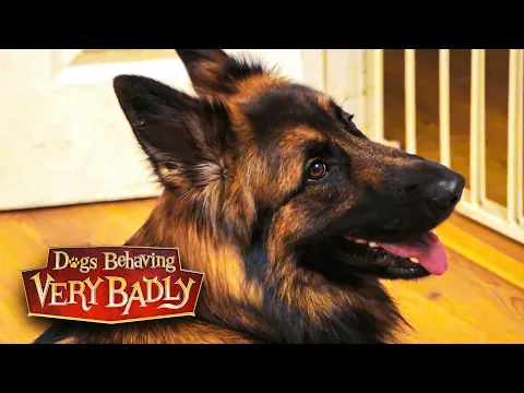 Download MP3 German Shepherd Marvel won't stop barking at the door