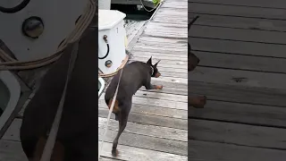 #fyp #pets #doberman #dream #creatorsearchinsights
