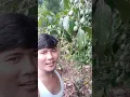 Download Lagu Mengenal pohon kenari