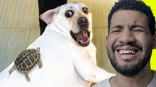 MIRA ESTOS VIDEOS SI ESTAS ABURRIDO 😂