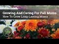 Growing Caring For Fall Mums - How To Grow Long-Lasting Mums
