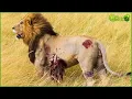 Download Lagu 30 Incredible Moments Lion Was Injured Painful While Hunting, What Happen Next? | Animal Fights