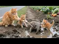 Lagu Mama Cat and Kittens Rescue Baby Elephant from the Mud | Cat Videos | Kucing | Cute Cat | Funny Cat