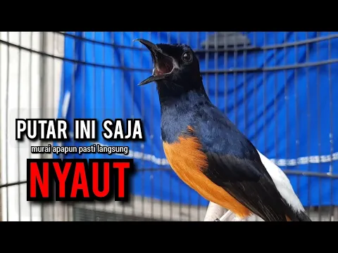 Download MP3 murai batu gacor AMPUH buat PANCINGAN murai batu agar bunyi JADIKAN burung murai gacor EMOSI