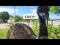5 Things You Should Know Before You Get Emus EMUS 101