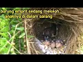 Download Lagu burung emprit sedang meloloh anaknya di dalam sarang