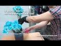 How To Create Blue Rose by 24Hrs City Florist Singapore