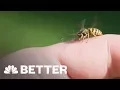 There s A Better Way To Treat A Bee Sting Better NBC News