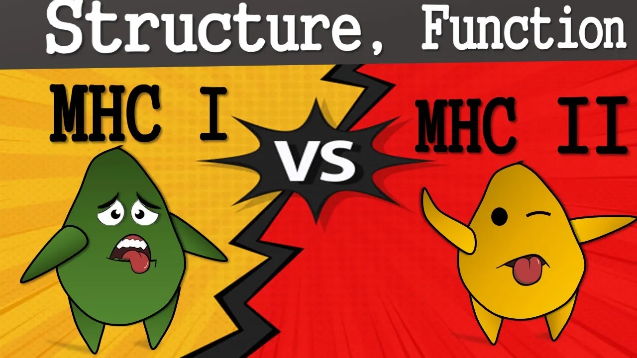 MHC Class I and Class II Structure, Function and Difference (Major Histocompatibility Complex)