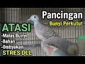 Download Lagu Perkutut Lokal ALAM MERDU _ bikin yang malas Jadi Bunyi