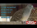 Download Lagu PANCINGAN PERKUTUT 2 JAM NONSTOP DIJAMIN GACOR