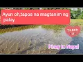 Download Lagu Ayun oh,tapos na magtanim ng palay