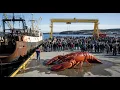 Lagu Catching a 40-ton lobster: The largest crustacean ever pulled from the Atlantic