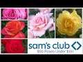 Sams Club Spring 2025 50 Roses and Climbing Roses Under 15 Plant Shopping Haul
