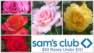 Sams Club Spring 2025 50 Roses and Climbing Roses Under 15 Plant Shopping Haul